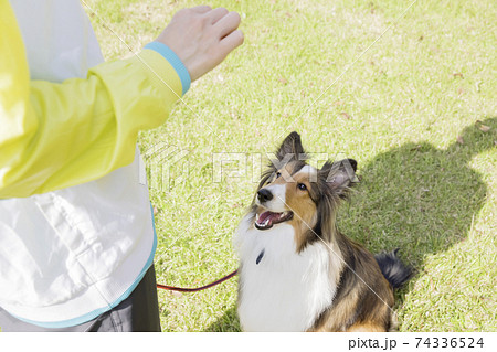 公園でおすわりをして待てをする犬　シェルティ　しつけイメージ 74336524