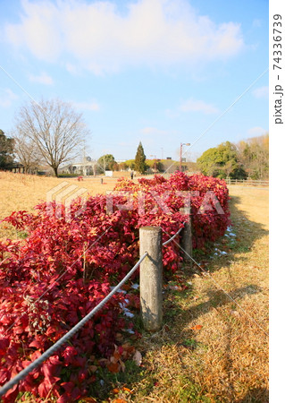 冬の公園 冬の公園 74336739