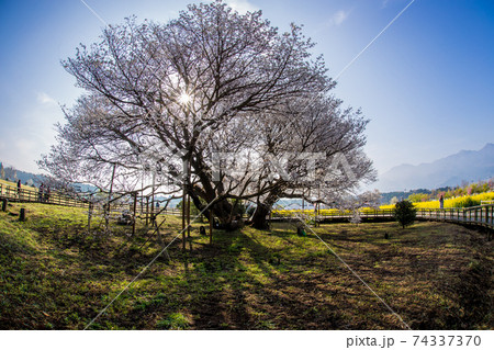 阿蘇の一心行の大桜 74337370