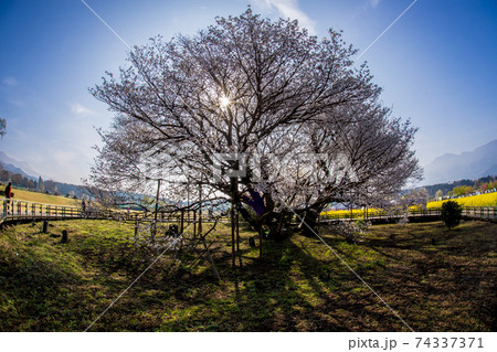 阿蘇の一心行の大桜 74337371