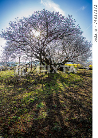 阿蘇の一心行の大桜 74337372