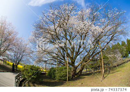 阿蘇の一心行の大桜 74337374