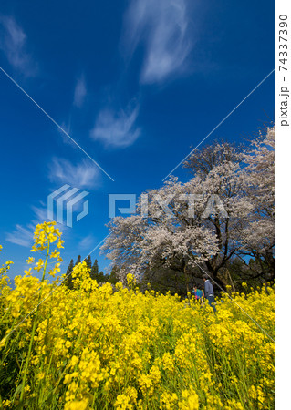 阿蘇の一心行の大桜 74337390