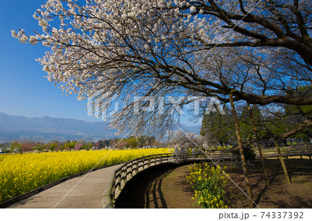 阿蘇の一心行の大桜 74337392