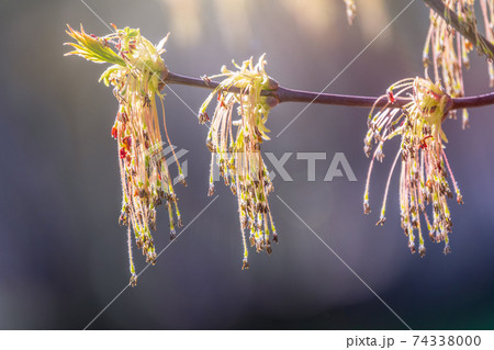 Spring branches of maple tree with fresh green leaves on blurred background Spring branches of maple tree with fresh green leaves on blurred background 74338000