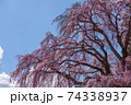 二本松市合戦場のしだれ桜 74338937