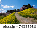 二本松市合戦場のしだれ桜 74338938