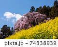 二本松市合戦場のしだれ桜 74338939