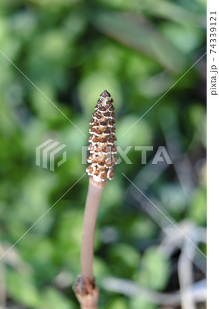 春になり顔を出したつくしん坊 74339121