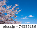 紅屋峠千本桜（福島県伊達市） 74339136