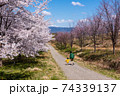 紅屋峠千本桜（福島県伊達市） 74339137