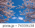 紅屋峠千本桜（福島県伊達市） 74339138