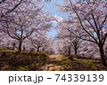 紅屋峠千本桜（福島県伊達市） 74339139