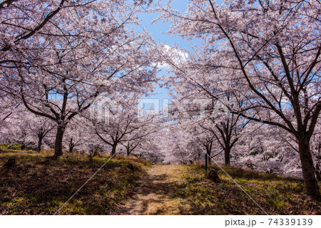 紅屋峠千本桜（福島県伊達市） 74339139