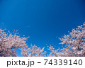 紅屋峠千本桜（福島県伊達市） 74339140