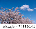 紅屋峠千本桜（福島県伊達市） 74339141