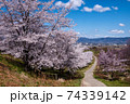 紅屋峠千本桜（福島県伊達市） 74339142