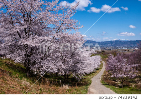 紅屋峠千本桜(福島県伊達市) 紅屋峠千本桜(福島県伊達市) 74339142