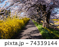白石川堤一目千本桜（大河原） 74339144