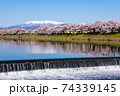 白石川堤一目千本桜（大河原）	 74339145