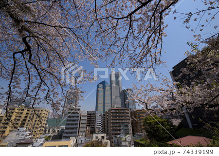 みなとみらいビル群と桜を掃部山公園から見る 74339199