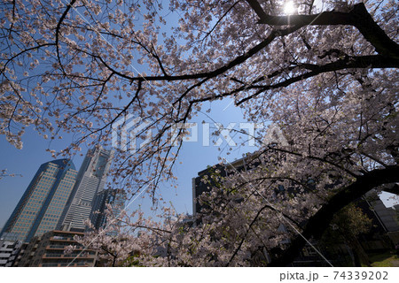 みなとみらいビル群と桜を掃部山公園から見る みなとみらいビル群と桜を掃部山公園から見る 74339202