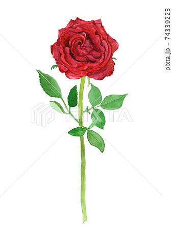 Roza Hybrids 赤バラの水彩イラストのイラスト素材 74339223 Pixta