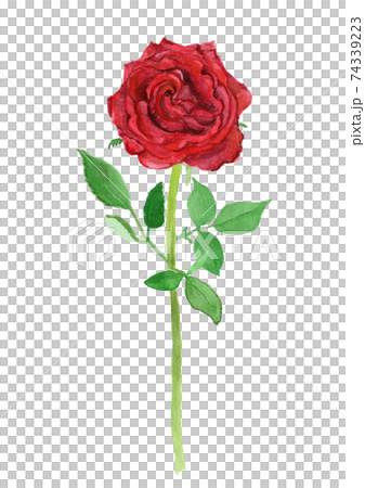 Roza×hybrids 赤バラの水彩イラスト Roza×hybrids 赤バラの水彩イラスト 74339223