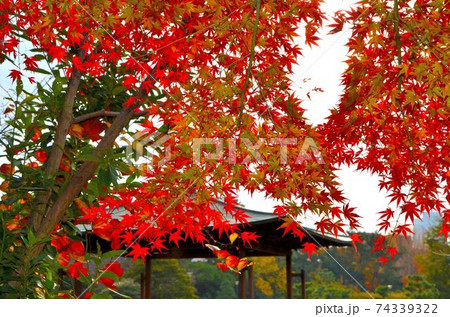秋たけなわの名古屋城の日本庭園で見かけた美しい紅葉です。東屋を入れて背景をぼかしてみました。 秋たけなわの名古屋城の日本庭園で見かけた美しい紅葉です。東屋を入れて背景をぼかしてみました。 74339322
