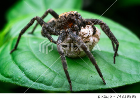 spider with eggs. 74339898