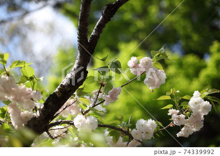 新緑と八重桜 新緑と八重桜 74339992