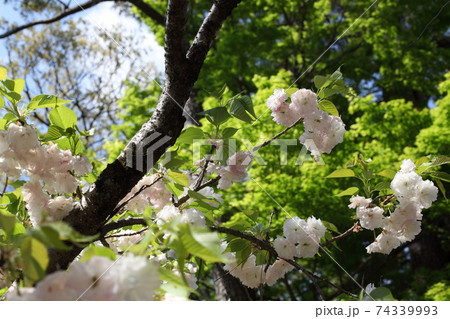 新緑と八重桜 新緑と八重桜 74339993