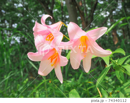 ヒメサユリの花 ヒメサユリの花 74340112