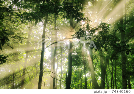 sun rays shine through trees. sun rays shine through trees. 74340160
