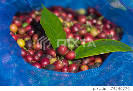 coffee background. coffee background. 74340270