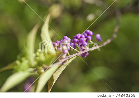 コムラサキの木が紫色の実を付けています。 コムラサキの木が紫色の実を付けています。 74340359