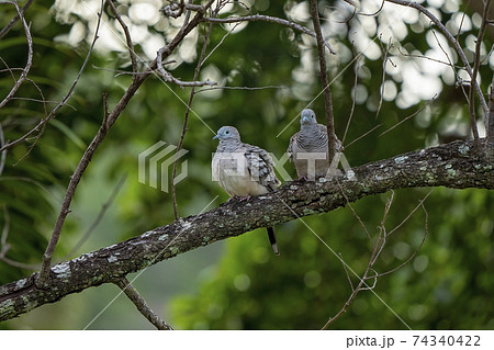 Spotted Turtle Doves 74340422