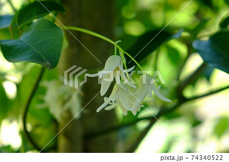 ムベの花 相模原市津久井 4月 の写真素材