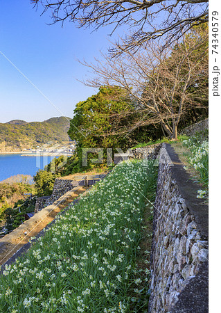 白崎海岸　水仙の群生地 74340579