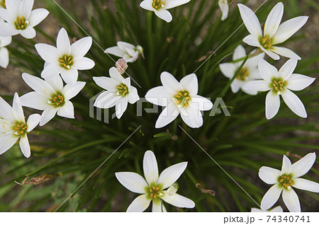 公園に白いタマスダレの花が咲いています。学名はZephyranthes candidaです。 公園に白いタマスダレの花が咲いています。学名はZephyranthes candidaです。 74340741