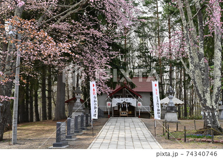 北海道北見市上ところ神社金刀比羅山の桜の写真素材