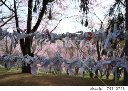 北海道北見市上ところ神社金刀比羅山の桜の写真素材