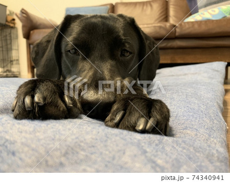 眠そうな黒いラブラドール 眠そうな黒いラブラドール 74340941