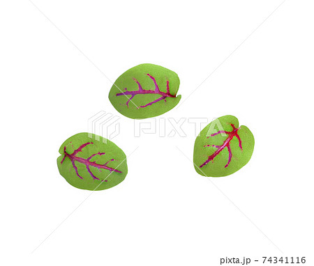 red sorrel leaves isolated on white background 74341116