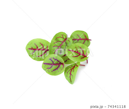 red sorrel leaves isolated on white background 74341118