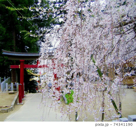 しだれ桜　シダレザクラ　枝垂れ桜　ピンク　桃色　小川諏訪神社 74341190