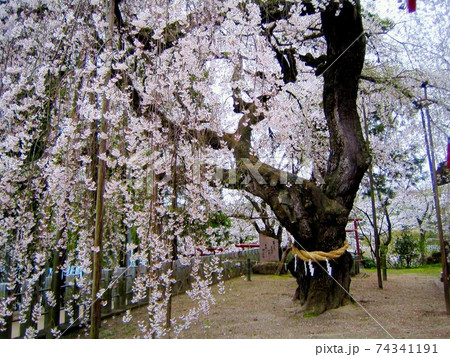 しだれ桜 シダレザクラ 枝垂れ桜 ピンク 桃色 小川諏訪神社 しだれ桜 シダレザクラ 枝垂れ桜 ピンク 桃色 小川諏訪神社 74341191