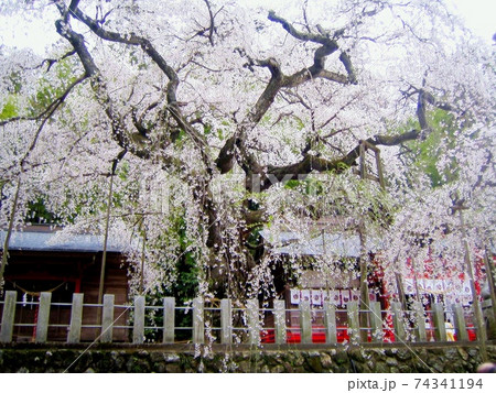 しだれ桜 シダレザクラ 枝垂れ桜 ピンク 桃色 小川諏訪神社 しだれ桜 シダレザクラ 枝垂れ桜 ピンク 桃色 小川諏訪神社 74341194