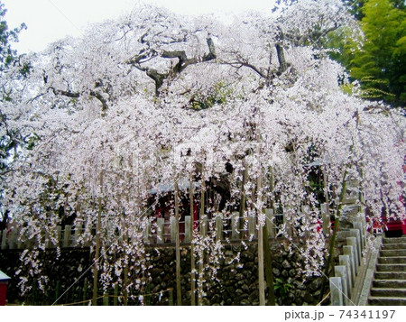 しだれ桜　シダレザクラ　枝垂れ桜　小川諏訪神社　ピンク　桃色 74341197