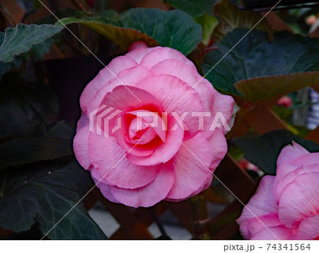 親切の他に丁寧という花言葉があるピンクのベゴニアの花の写真素材